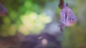 Орнатус черный содержание.