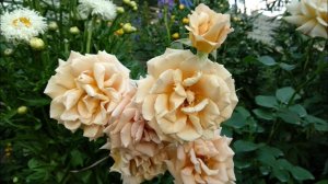 Почему розы погибли. Побеги шиповника на розах.