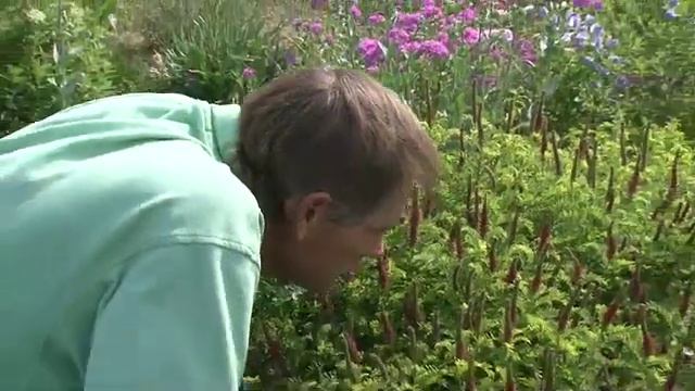 Nebraska Wildflower Week смотреть онлайн
