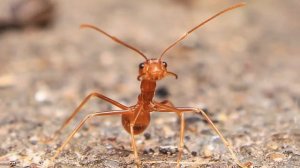 10 Facts About Ants