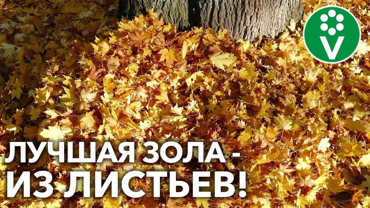 ЦЕННЕЙШЕЕ УДОБРЕНИЕ У ВАС ПОД НОГАМИ! В золе из листьев больше КАЛИЯ, чем в любой другой!