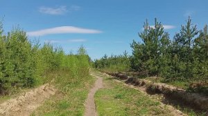 Утренняя прогулка в лес "Кучинский лесопарк" - Morning walk in the forest "Kuchinsky Forest Park"