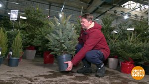 Елка - напрокат и не только. Доброе утро. Суббота. Фрагмент выпуска от 24.12.2022