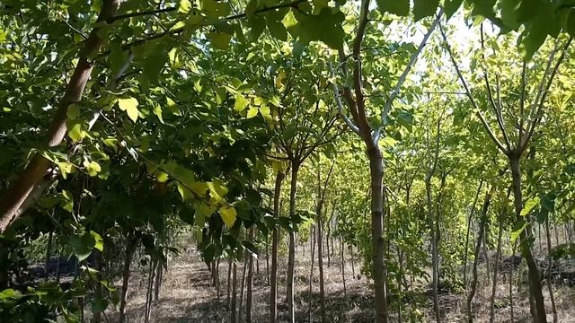 Шелковица шаровидная | Plante.md