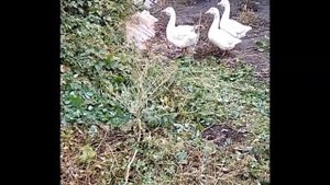 Жизнь в деревне. А где гуси? Учим гусей ходить на речку и возвращаться домой.