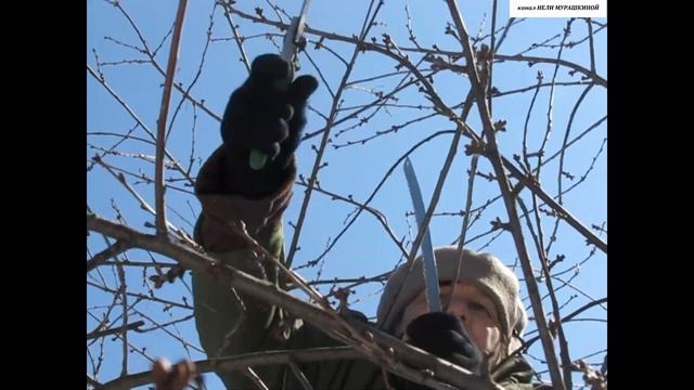 Как правильно обрезать ВИШНЮ и добиться РОСТА однолетнего ПРИРОСТА. Омолаживающая обрезка ВИШНИ.