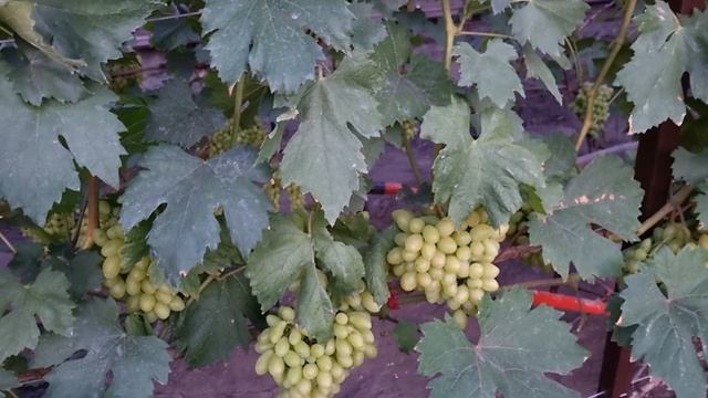 Больше сахаров ягоде винограда, осветление зоны плодоношения винограда. смотреть онлайн