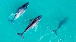 От мангровых зарослей до океана - атмосферная музыка флейты для снятия стресса и релаксации