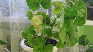 ЖЕЛТЕЮТ ЛИСТЬЯ НА ГЕРАНИ  ТОЛКОВОЕ ВИДЕО