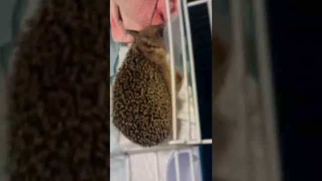 Домашний ёжик http://reks-vet.ru смотреть онлайн