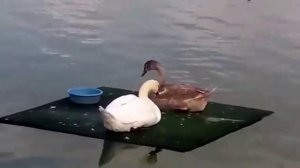 Лебеди и утки