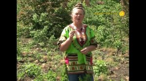 Как избавиться от мучнистой росы на крыжовнике?