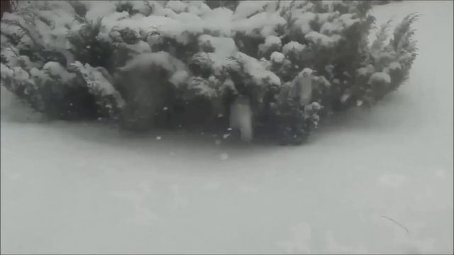 Зимний сон. Музыка для отдыха. Фон снегопад. Пан-флейта смотреть онлайн