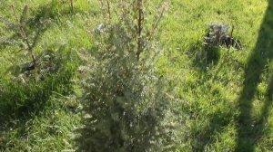 Хвойные,  актинидии, розы 2021