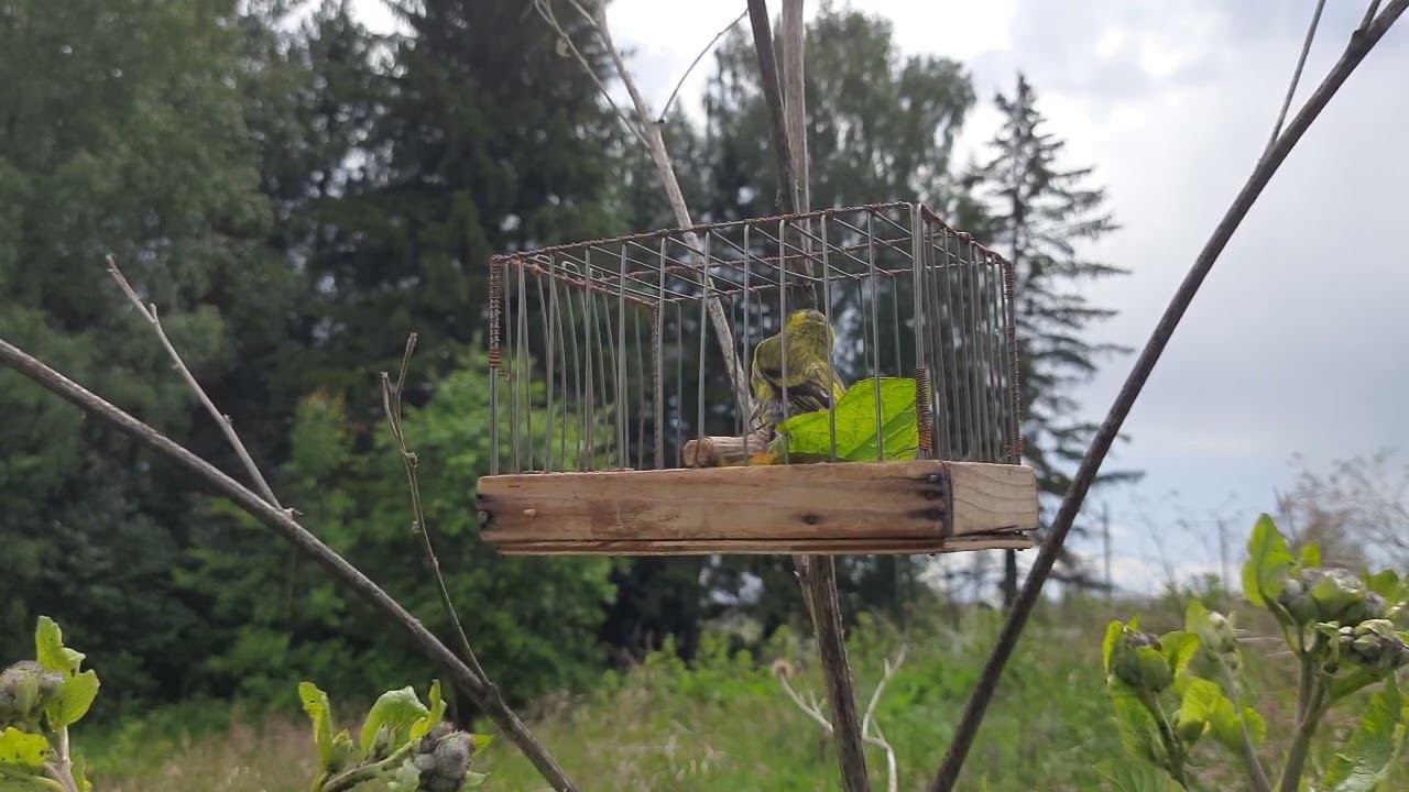 Чиж смотреть онлайн