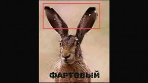 прикол