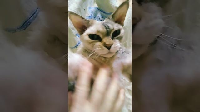 Потягушечки #кошка #животные #кошки смотреть онлайн