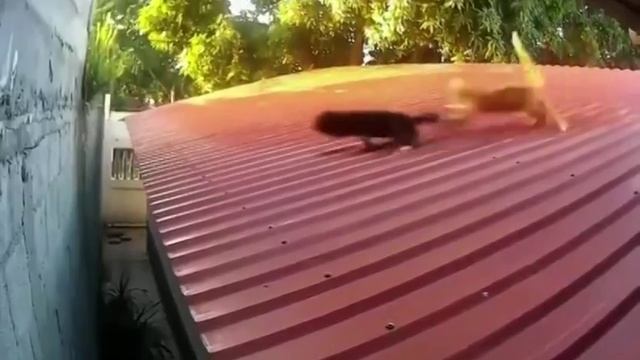 Кот паркурщик смотреть онлайн