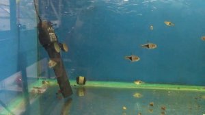 расбора клинопятнистая, Trigonostigma heteromorpha, цены на аквариумных рыбок