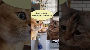Колбаса подорожала #мем #котики #приколы #юмор  #разговор #анекдот #шутки