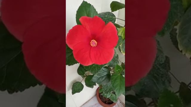 Hibiscus