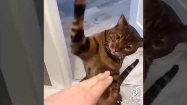 посмейся ??? смотреть онлайн