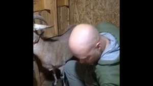Дойка козы, как подоить непослушную козу, лайфхак