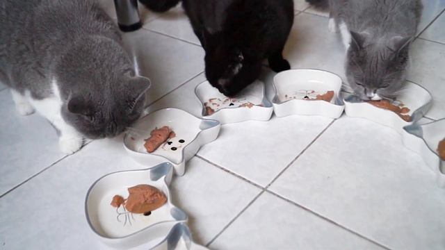 Котята кушают Royal Canin Pediatric Weaning