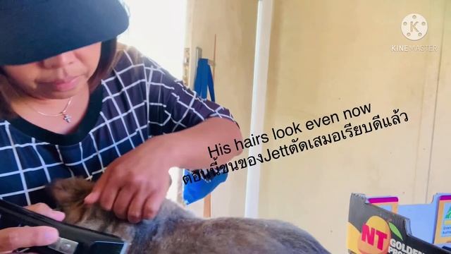 ตัดขนสุนัขเองแบบง่าย (Trim/cut your dog’s hairs) смотреть онлайн