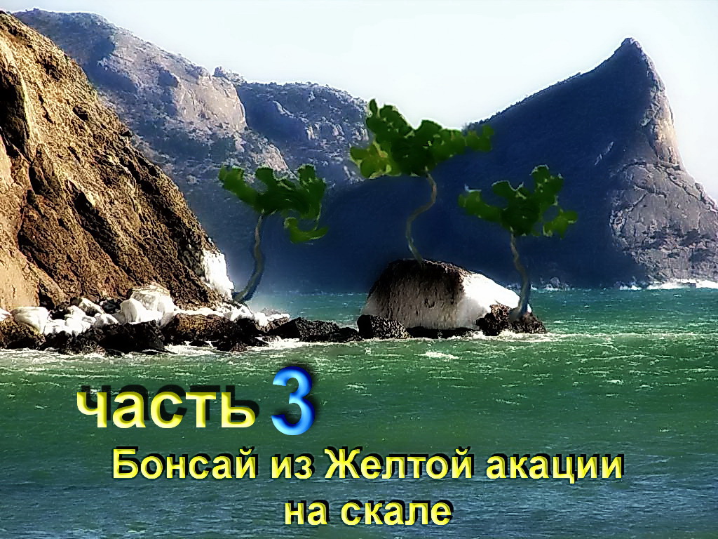 Бонсай из Акаций на скале обрезка часть 3