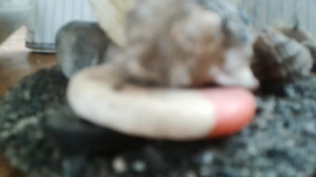 Юмористический стих - басня , смотреть онлайн