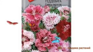 Гвоздика обыкновенный Геддевига Смесь окрасок ? обзор: как сажать, семена гвоздики