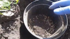 ПОСАДКА ХАУТЮНИИ В ГРУНТ