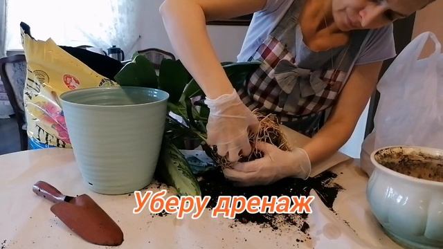 ПЕРЕСАДКА АГЛАОНЕМЫ СИЛЬВЕР БЭЙ