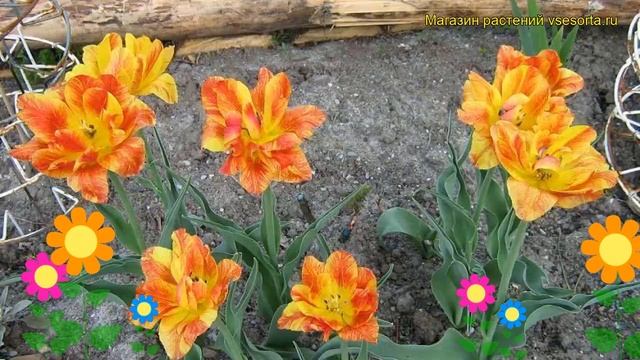 Тюльпан махровый Монте Флейм. Краткий обзор, описание характеристик, где купить луковицы Monte Flam смотреть онлайн