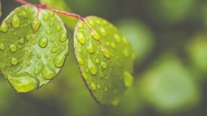 Жизнь полная любви. Клаус Джоул