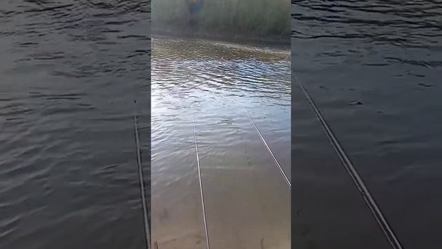 Рыбалка на донку на реке Б. Кинель. 2 часть. 29# смотреть онлайн