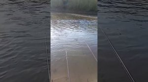 Рыбалка   на донку на реке Б. Кинель. 2 часть. 29#