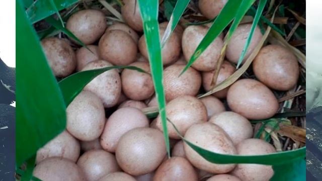 Выращивание цесарок в домашних условиях