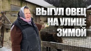 Выгул овец зимой. Как зимой содержать овец?