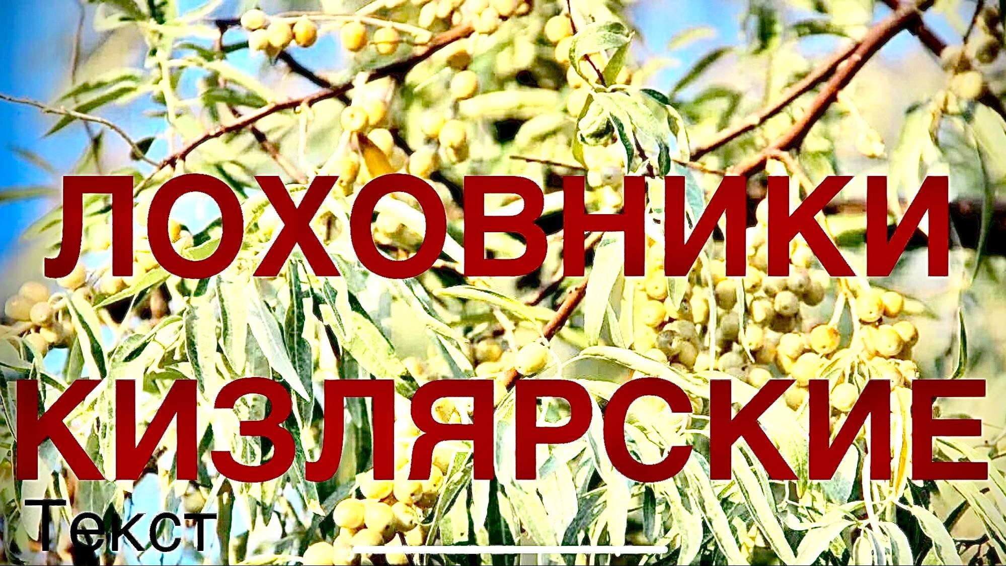 Лев муратханов песня. Лев муратханов песня