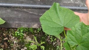 Чем болеют огурцы???