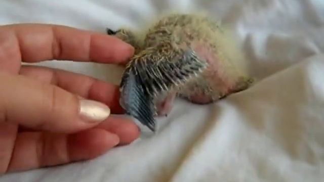 Попугаи нимфы - кореллы Кузя и Фиби (разведение) 13 Птенец кореллы Breeding Corell.