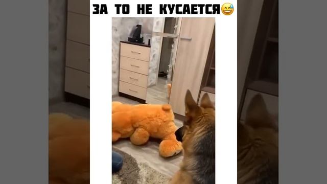 Как научить собаку не кусаться))