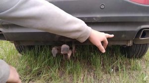 Чери Тиго 5 в повседневной жизни.