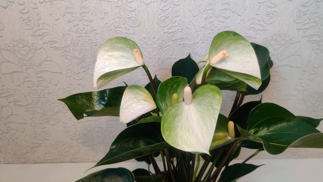 Цветы Вместе - Антуриум Адиос Спринг Anthurium Adios Spring 17/55