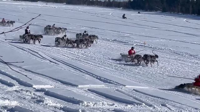 День оленевода! #таркосале #деньоленевода #праздник