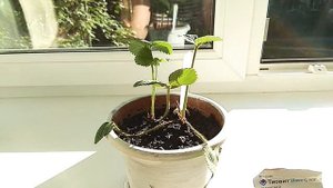 КЛУБНИКА (ЗЕМЛЯНИКА) на подоконнике. ЛЕЧЕНИЕ. Уход за клубникой. Тиовит Джет.