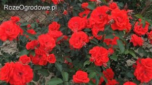 Róża parkowa 'BRILLANT KORSAR'®