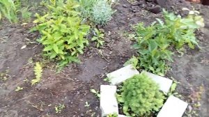 Клумба с хвойниками, азалиями и гортензиями.